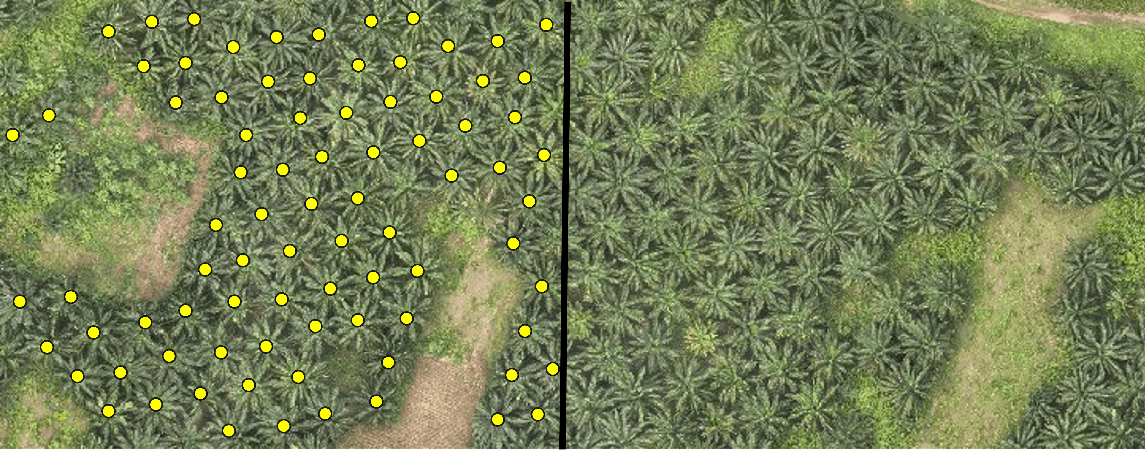 Comptage automatique de palmiers sur orthophoto haute résolution — détection IA