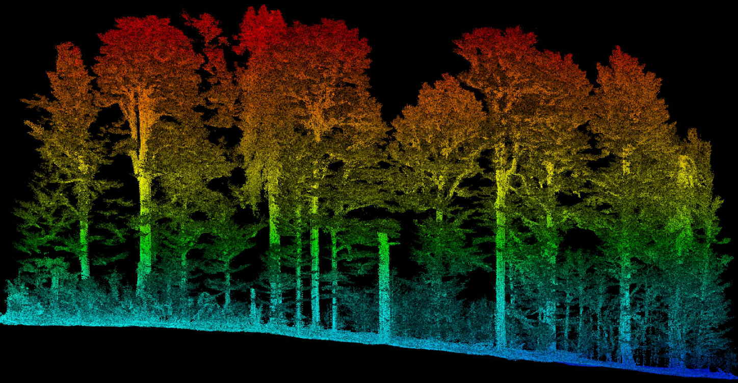 Coupe LiDAR colorisée par hauteur d'un peuplement forestier — relevé drone OHM WORKS