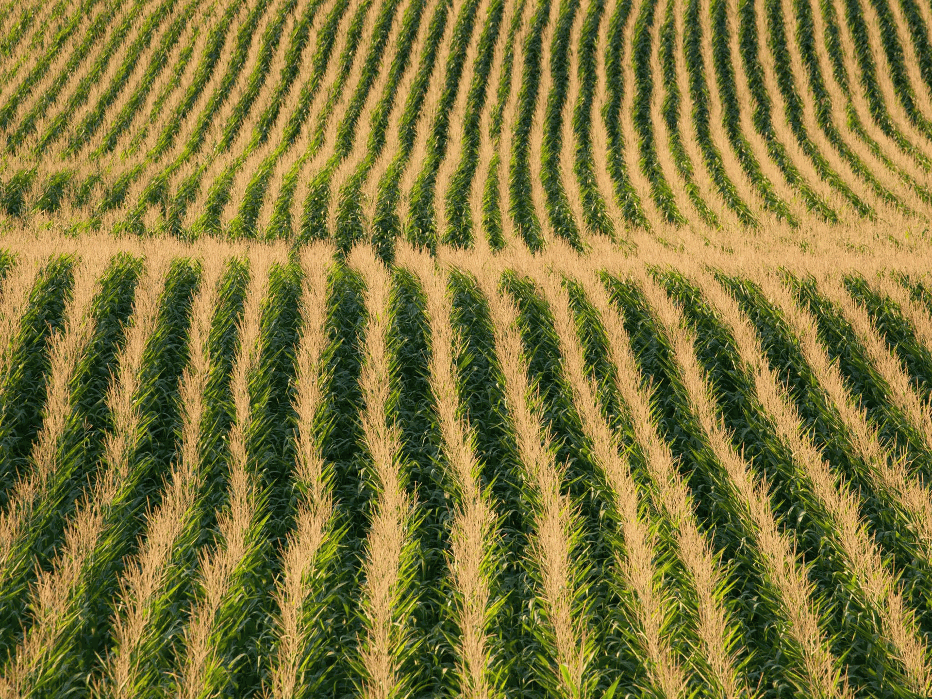 Agriculture Agriculture